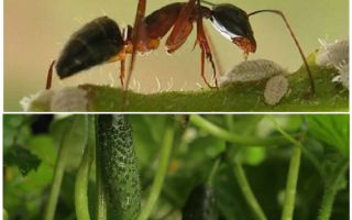 Como lidar com formigas no jardim com pepinos
