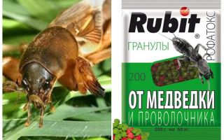 Corta Rofatoks grânulos do urso e wireworm