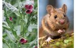 Raiz preta de plantas de camundongos