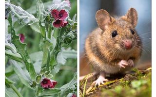 Raiz preta de plantas de camundongos