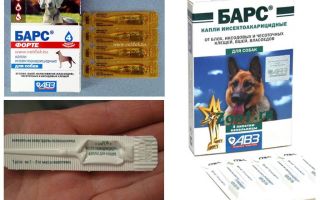 Cai o Leopard Forte para filhotes e cães