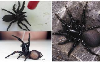 Sydney funil aranha