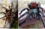 Aranha tarântula em casa