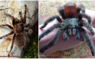 Aranha tarântula em casa
