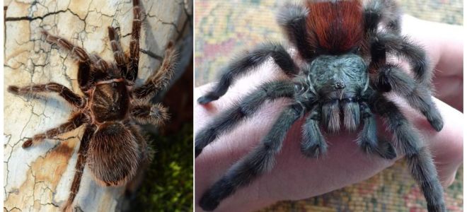 Aranha tarântula em casa