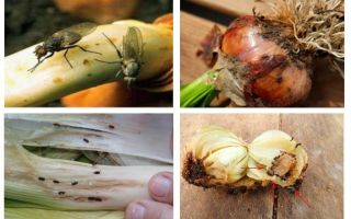 Como se livrar de cebola midges
