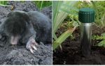 Como se livrar de moles na casa de campo de verão e jardim