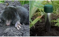 Como se livrar de moles na casa de campo de verão e jardim