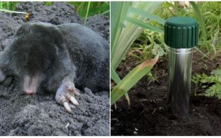 Como se livrar de moles na casa de campo de verão e jardim