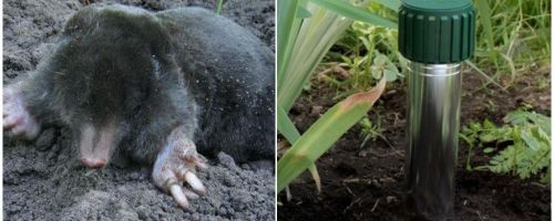 Como se livrar de moles na casa de campo de verão e jardim