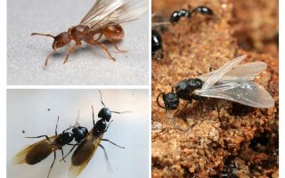 Formigas aladas