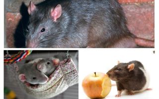 Fatos interessantes rato