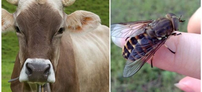 Como tratar uma vaca de moscas e prostitutas em casa