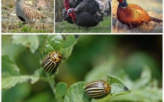 Que pássaros e insetos comem besouros do Colorado