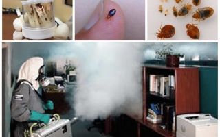 O custo da desinfecção de percevejos no apartamento