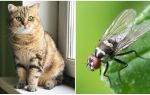 O que fazer se um gato ou gato comeu uma mosca