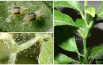 Como se livrar de ácaros em plantas de casa