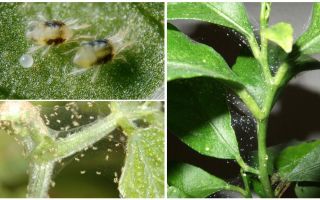Como se livrar de ácaros em plantas de casa