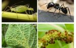 Jenis hubungan semut dan aphids