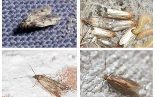 Como remover permanentemente a verruga no apartamento e na casa