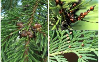 Como lidar com o escudo em thuya e spruce