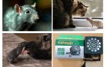 O que ratos e camundongos temem?