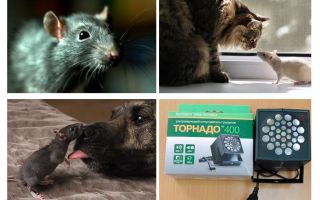O que ratos e camundongos temem?