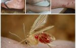 Descrição e fotos de mosquitos