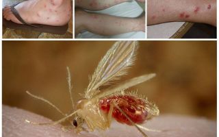 Descrição e fotos de mosquitos