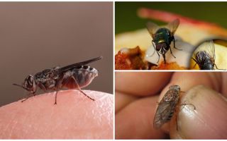 Por que voa terra em humanos