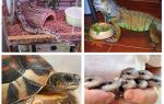 Que animais comem baratas