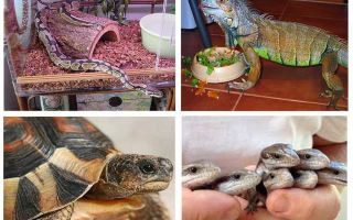 Que animais comem baratas
