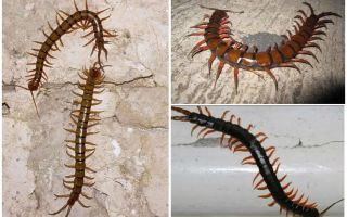 Scolopendra di Wilayah Krasnodar
