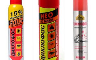 Dichlorvos de piolhos e lêndeas