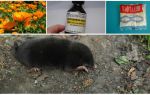 Lutando moles e musaras no jardim
