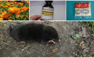 Lutando moles e musaras no jardim