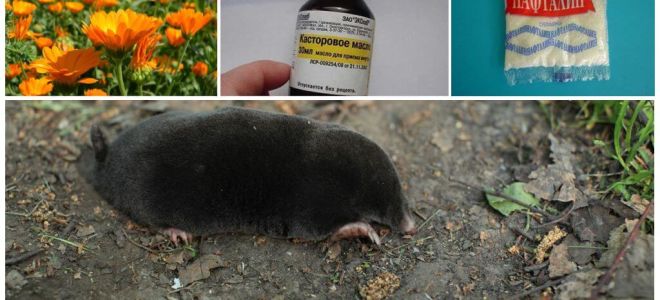 Lutando moles e musaras no jardim