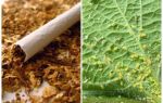 Tabaco contra pulgões