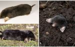 Moles comuns (europeus)