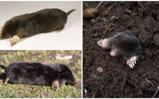 Moles comuns (europeus)