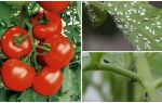 Como processar tomates de moscas brancas e pretas