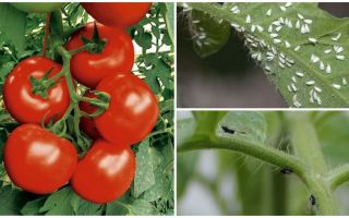 Como processar tomates de moscas brancas e pretas
