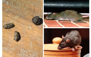 Como lidar com ratos no apartamento