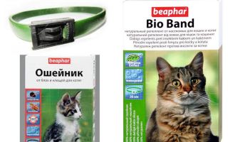 Colar Beafar de pulgas para gatos e cães