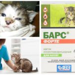 Deixa cair o leopardo para gatinhos