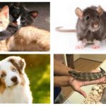 Animais contra baratas