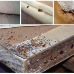 Jejak bedbugs di dalam rumah