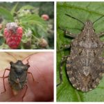 Bug da floresta
