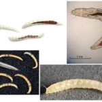 Larvas da pulga