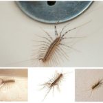 Centopéias